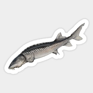 Sturgeon Sticker